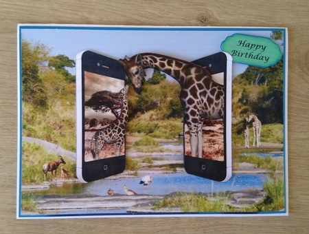 Dual Phones Giraffes Featured Gallery Photo