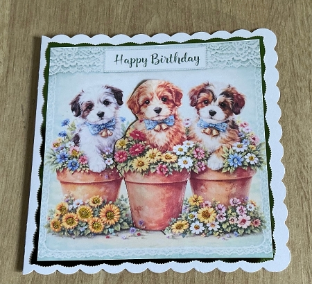birthday pups in pots by Honorscard Appleby