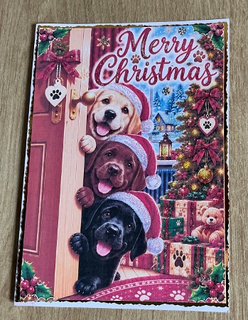 peeping labradors by Honorscard Appleby