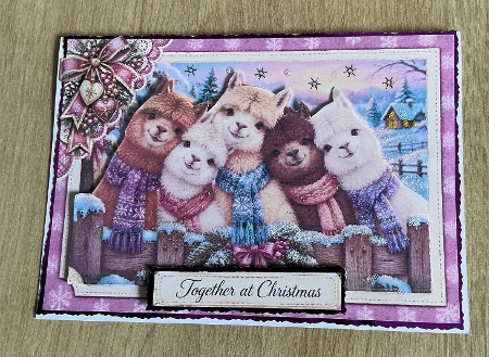 ** Together ** alpaca by Honorscard Appleby