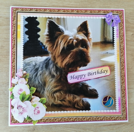 RAINBOW YORKIE by Honorscard Appleby
