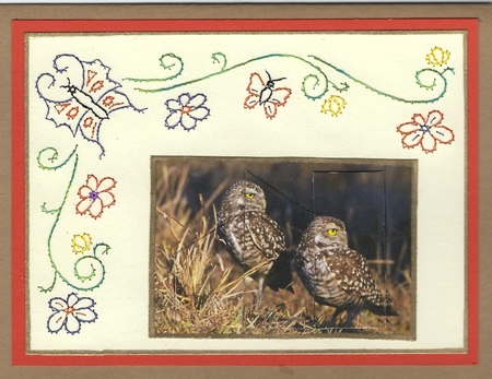 Burrowing Owls Quick Card by Irene Jardine