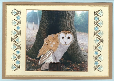 Barn Owl Card Featured Gallery Photo