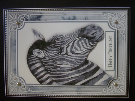 Animal Portrait 7 by Jayne Jones