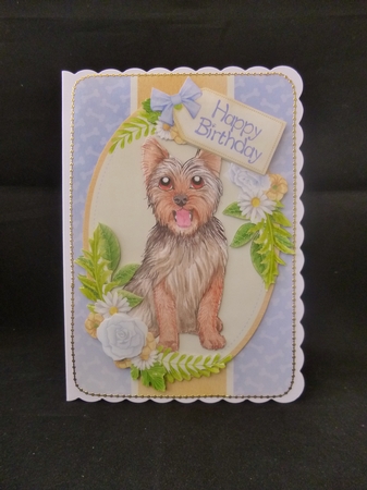 Yorkshire Terrier by Jayne Jones
