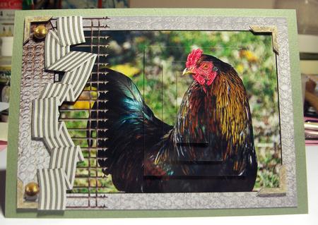 Chooks Hens and Roosters Range 1 by Jayne Jones