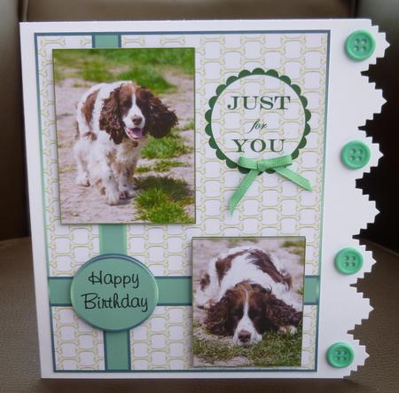 A Couple of Springer Spaniels by Jayne Jones