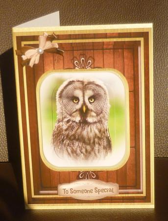 Beautiful Grey Owl ( Pyramarge ) by Jayne Jones