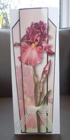 Art Deco Large Dl Topper - Pink Bearded Iris by Jayne Jones