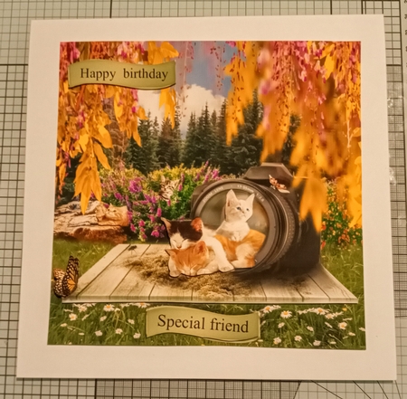 kittens in a camera by Jackie Odonnell