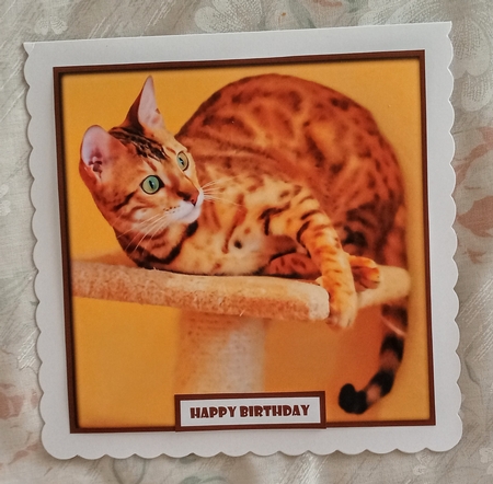 Funny Cat Quick Card 6 by Jackie Odonnell