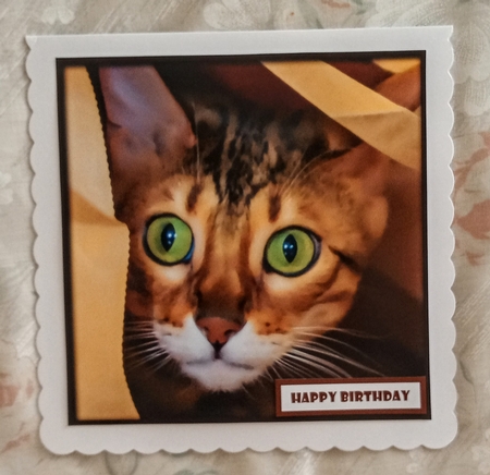 Funny Cat Quick Card 8 by Jackie Odonnell