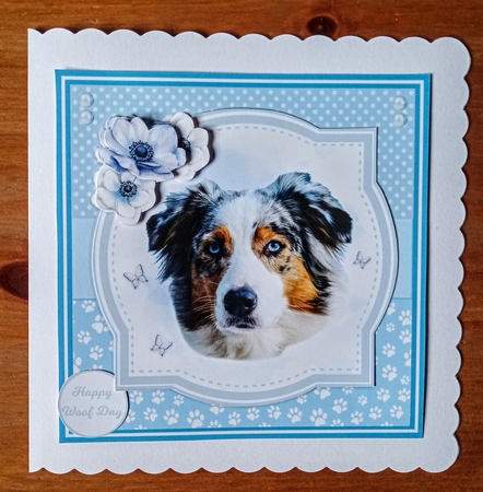 AUSTRALIAN SHEPHERDS by Jackie Odonnell