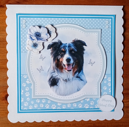 AUSTRALIAN SHEPHERDS by Jackie Odonnell