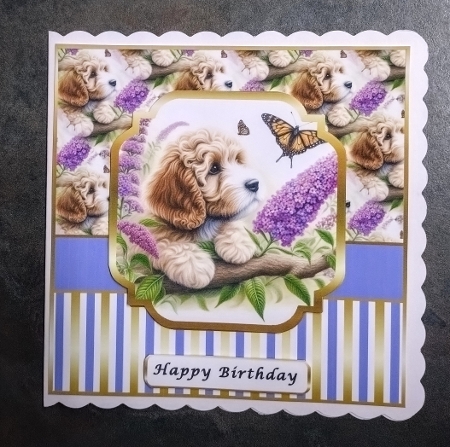 cockapoo and butterfly by Jackie Odonnell