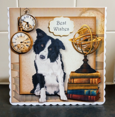 Male Themed Dogs - Border Collie by Jackie Odonnell