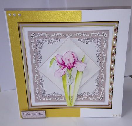 The Iris by Jackie Odonnell