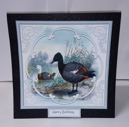 Male and female ducks by Jackie Odonnell