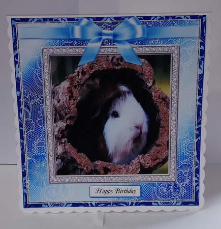 WAITING FOR MY DINNER  MULTI SENTIMENTS GUINEAPIG by Jackie Odonnell