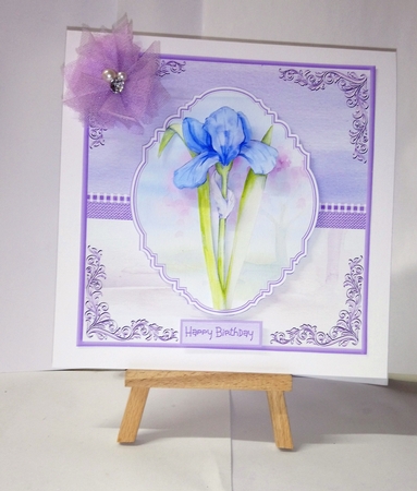 A single Iris by Jackie Odonnell