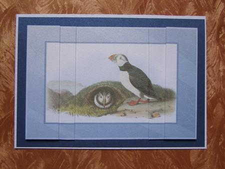 Puffins at Their Burrow by Jane Blackburn