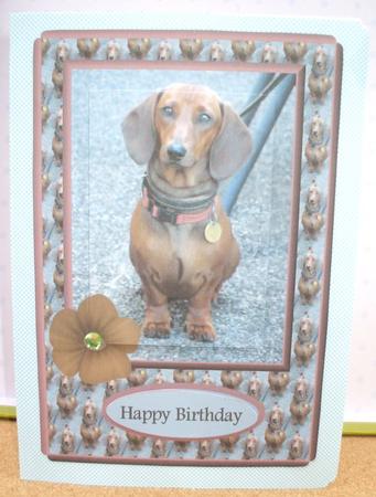 Short Hair Dachsen Qs by Jane Halton