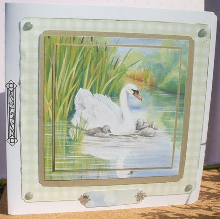 Meet the Family Swans Large Square Card Front by Jane Halton