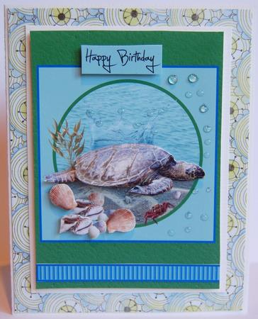 Sealife, Turtle and Shells by Jane Wells