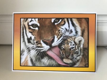 TIGER & CUB by Jane Amber