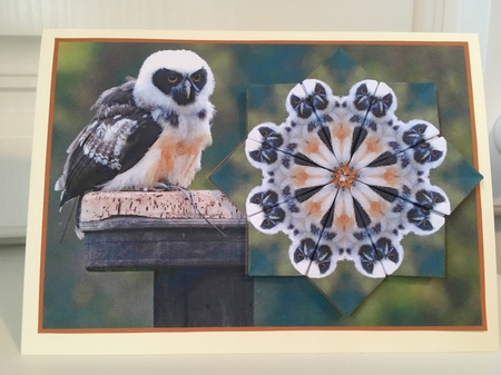 JJ OWL 5 SPECTACLED OWL A6 TEA BAG CARD by Jane Amber