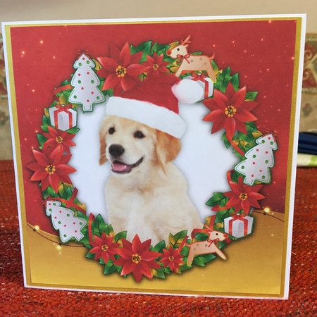 Gorgeous Labrador With Santa Hat 8x8 by Jane Amber