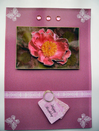 A Single Peony Rose by Janet Broughton