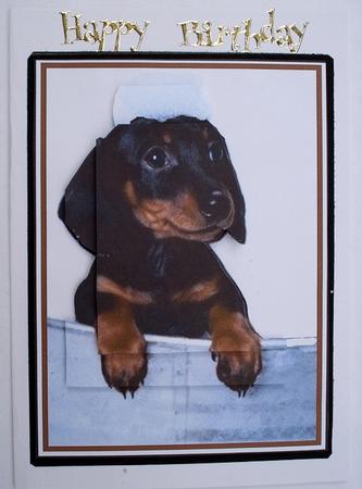 Soapy Dachshund Puppy by Janet Maureen Harvey