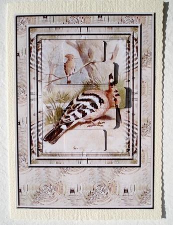 Hoopoe Bird 2 by Janet Maureen Harvey