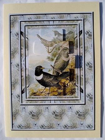 Alpine Ring Ouzel Birds by Janet Maureen Harvey