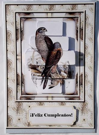 Australian Goshawk by Janet Maureen Harvey