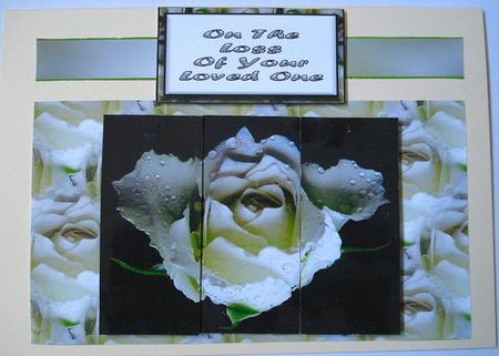 White Rose Sympathy by Janet Maureen Harvey