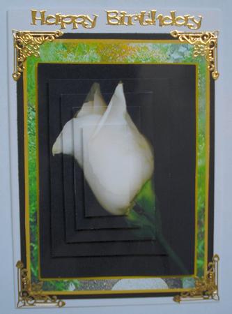 Perfection White Rose by Janet Maureen Harvey