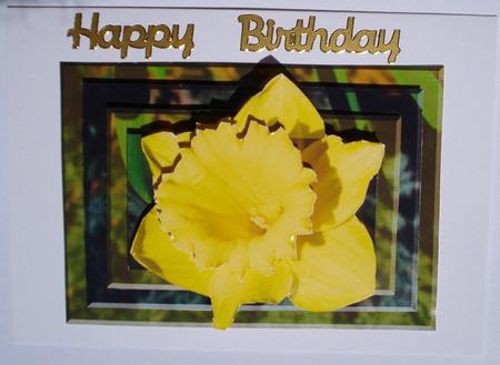 Daffodil Daze by Janet Maureen Harvey