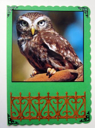 Little Owl Toppper by Janice Saunders
