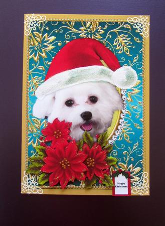 Santa White Puppy Dog Bichon Frise and Poinsettia Flowers 3 by Janice Saunders