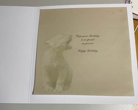 cub by Jayne Taplin