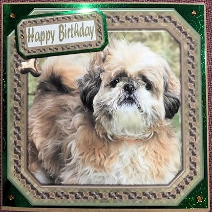 JJ SHIH TZU 8X8 1 INSERT HAPPY BIRTHDAY by Jayne Taplin