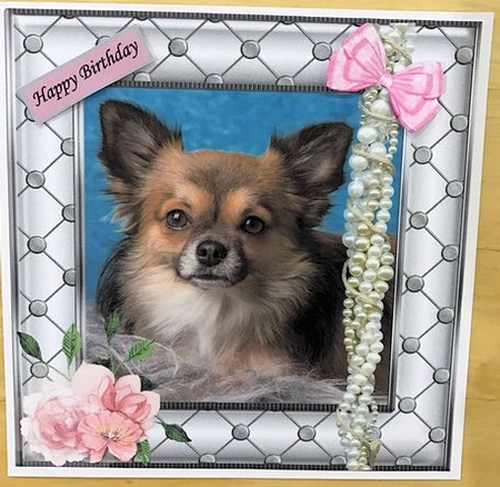 CHIHUAHUA LOVE 2 by Jayne Taplin