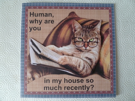 Human why are you in my house so much recently?  by Jean Harrison
