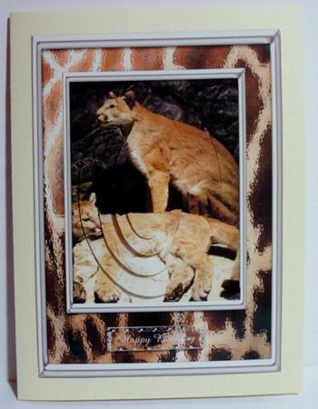 Out of Africa Cats by Jean-Marie Penny