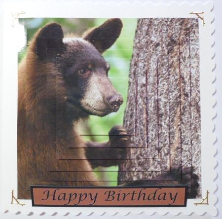 American Black Bear Square Pyramid by Jean-Marie Penny