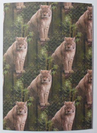Lynx Big Cat Background by Jean-Marie Penny