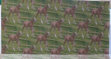 Biscuit the Foal Background by Jean-Marie Penny