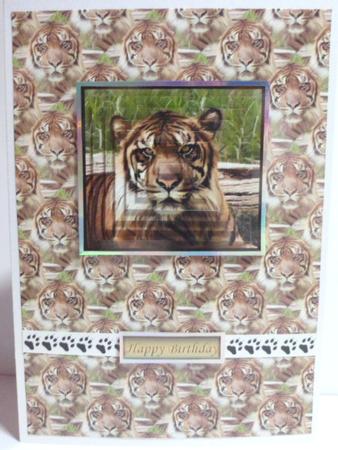 Tiger Pyramid with Background by Jean-Marie Penny